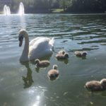 Belfield Swans Forced to Offer up their Children to Afford Living on Campus